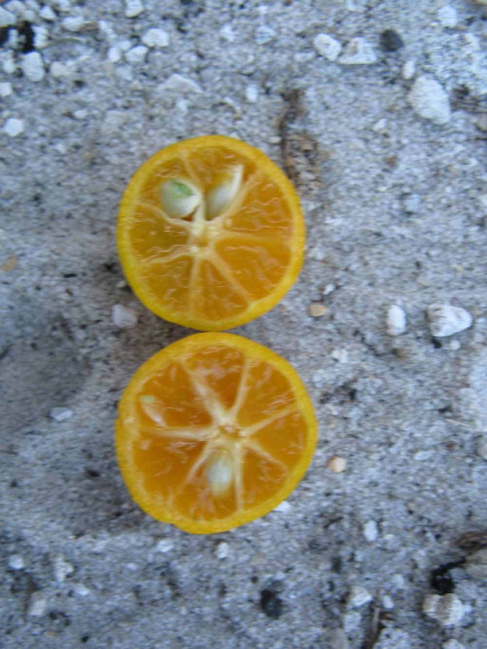                  Fruit of Calamondin (Winter Haven,   FL)       